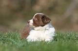 BORDER COLLIE 808